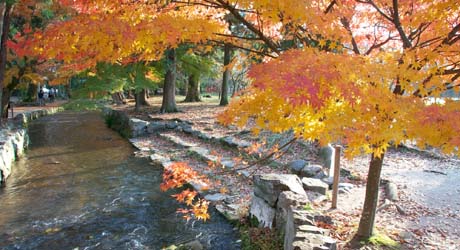 京都紅葉