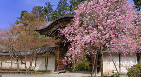京都旅行情報 二尊院